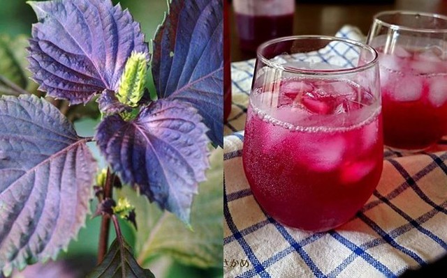 Loại rau được coi là thuốc quý tại Nhật, Việt Nam bán rẻ bèo, nhưng không phải ai cũng dùng được - Ảnh 2. Loại rau được coi là thuốc quý tại Nhật, Việt Nam bán rẻ bèo, nhưng không phải ai cũng dùng được - Ảnh 2.