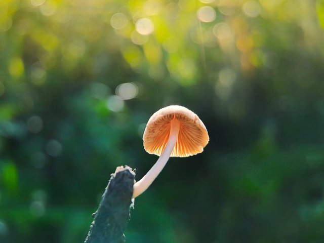 4 hiệu ứng tâm lý ảnh hưởng đến cuộc đời của một người - Ảnh 2. 4 hiệu ứng tâm lý ảnh hưởng đến cuộc đời của một người - Ảnh 2.